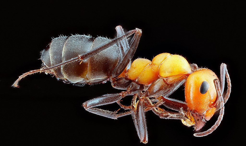 Ant Control service in Worcester, MA