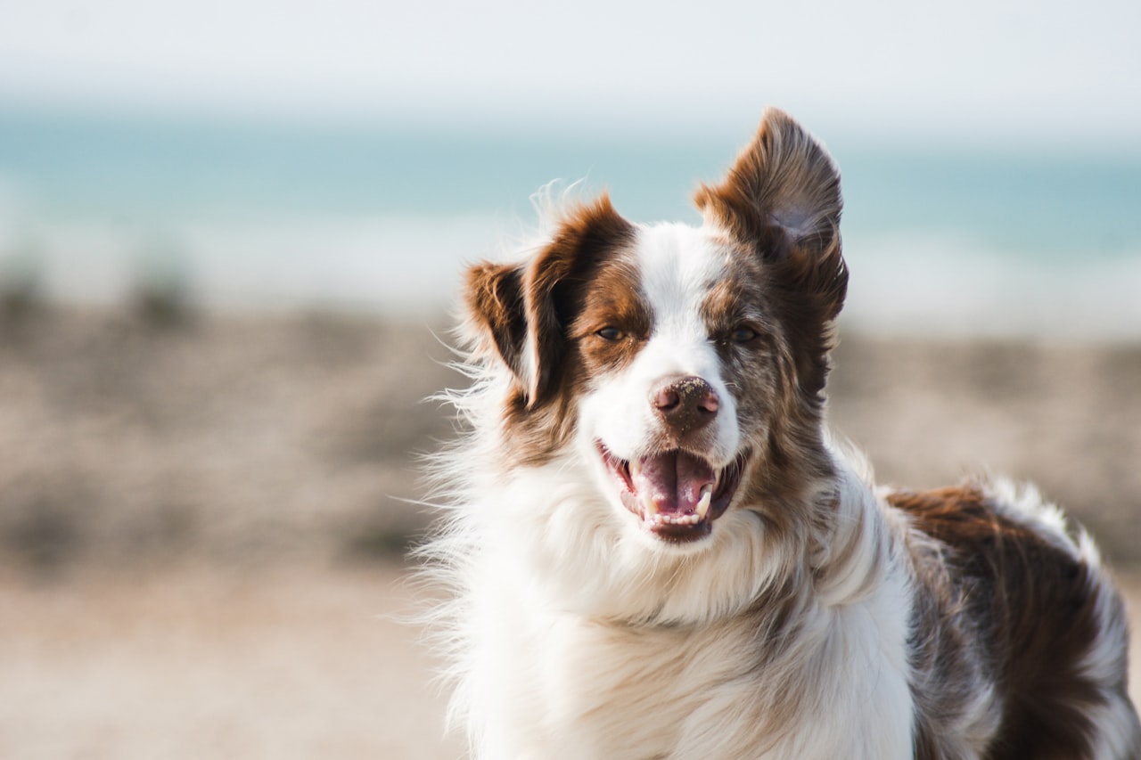 Flea & Tick Control service in Worcester, MA
