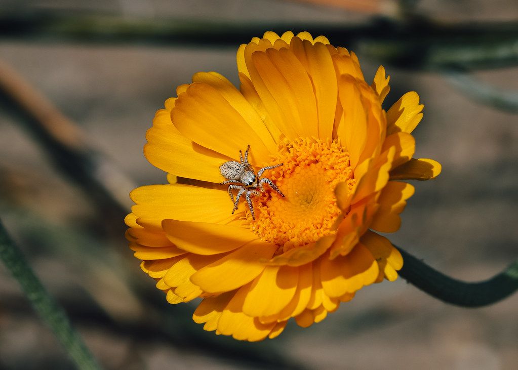 Spider Control service in Worcester, MA